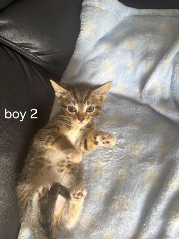 Gorgeous ragdol x bengal kittens