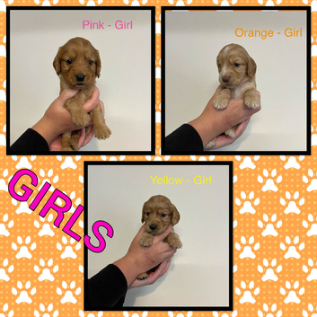 Cockapoo puppies