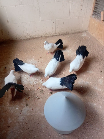Blackmail fantail