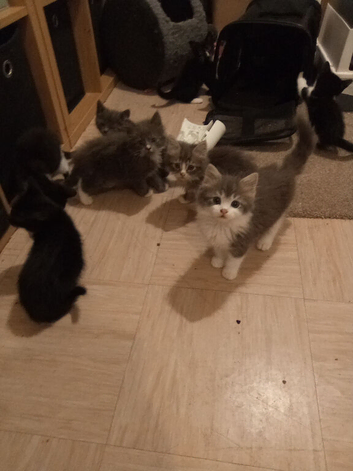 Stunning mixed litter only 3 left