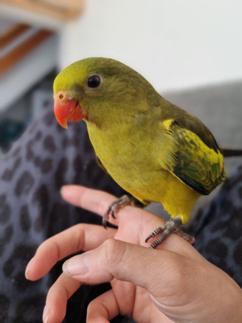 Rock pebbler - regent parrot