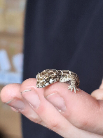 CB25 & 26 Viper Geckos