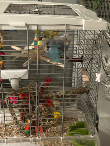2baby budgies and vision cage