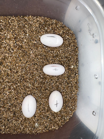 fertile crested gecko eggs