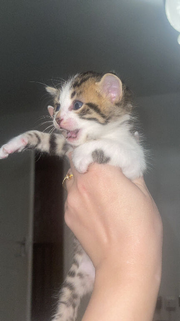 Last female left blue eyes bengal