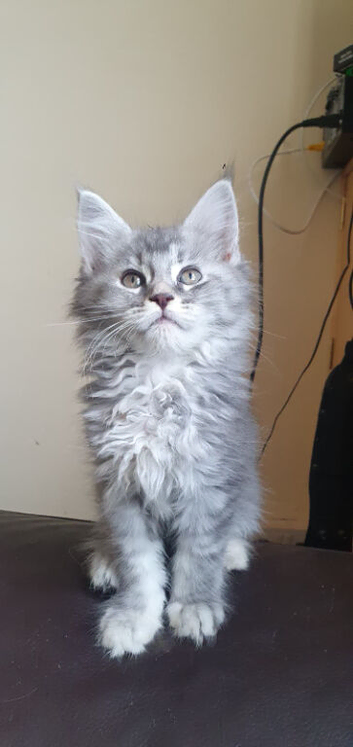 STILL AVAILABLE Premium TICA Maine Coon Kittens  Fully Vet Checked & Vaccinated (Nottingham)