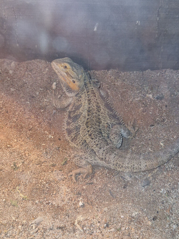 Female bearded dragon 9 months old!!!