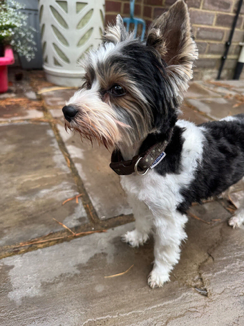 Proven ultra  mini stunning pedigree biewer 1.5kg