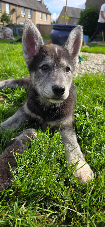 Shepsky puppies