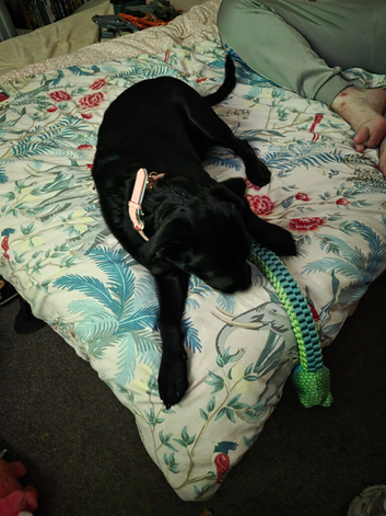 Puppy for sale