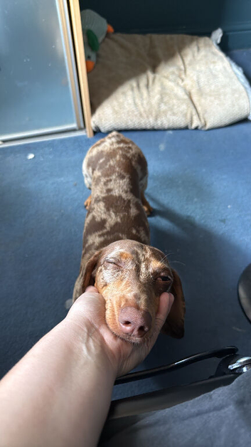 Rehome for miniature dachshund