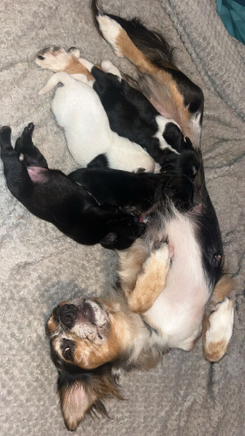 Jack russell pups