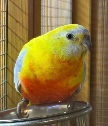 Female opaline turquoisine parakeet