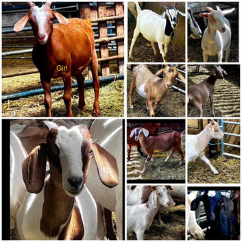 Boer x dairy goat female kids