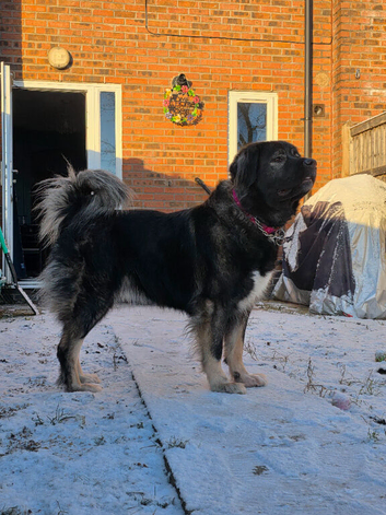 5 year old beautiful Caucasian Shepherd