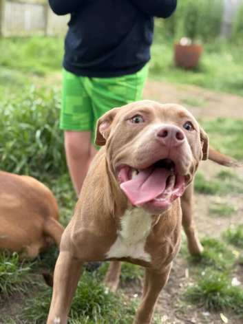 American bulldog x labrador