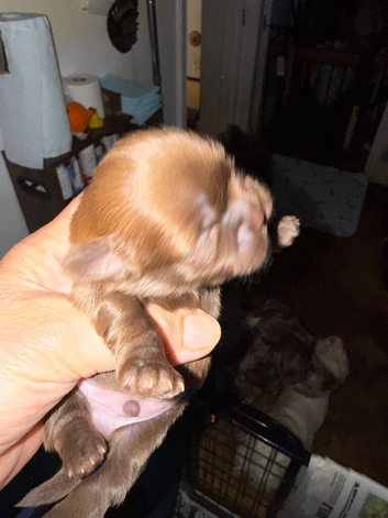Lovely cheeky Shih Tzu pups Just 2 lovely boys