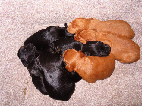 Working KC cocker spaniels