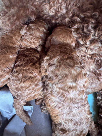 Red Cavapoos