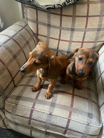 2 stunning miniature dachshund girls