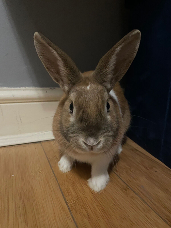 rabbit for free