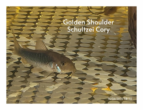 Gold shoulder schultzei Corydoras
