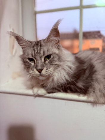 Maine coon female gccf