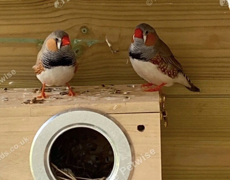 Zebra finches All different colours ready now