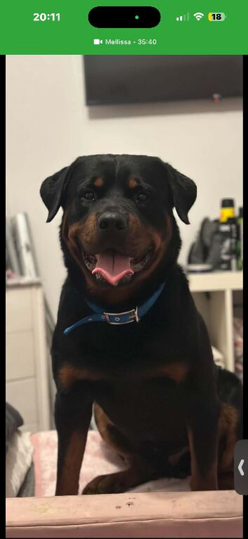 Rottweiler for stud