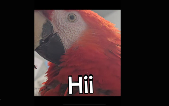 Scarlet macaw and Greenwinged macaw