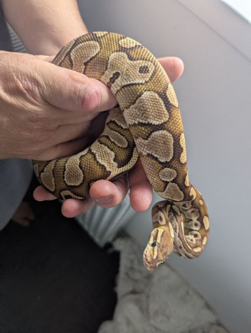 Lesser Ball python for sale