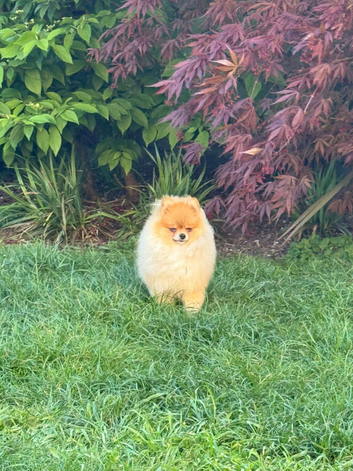 Pomeranian puppies