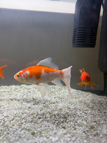 Free large goldfish