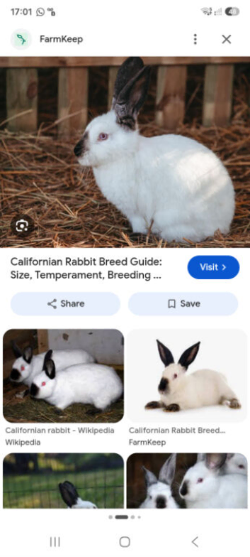 Callifornia rabbit