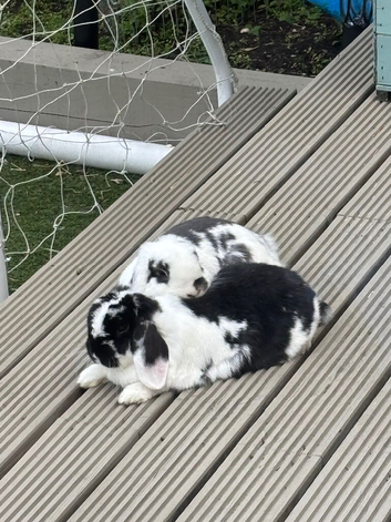 Male and female mini lop rabbits