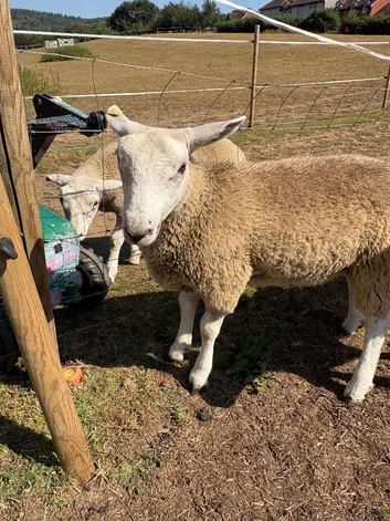 Super friendly lambs for sale