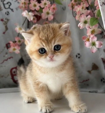 NEED REHOMED ASAP Beautiful TICA ACTIVE REG female golden shaded British shorthair kitten