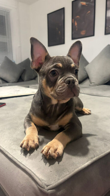 French Bulldog Last 1