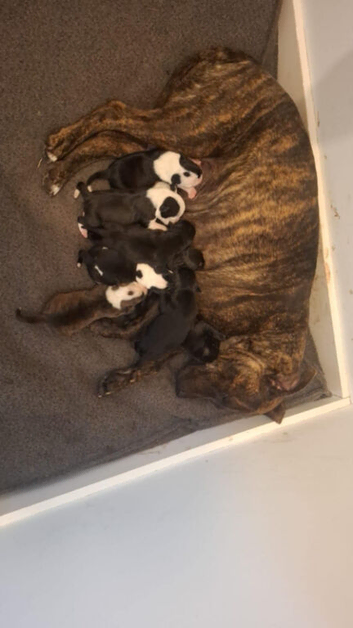 Staffy cross puppies
