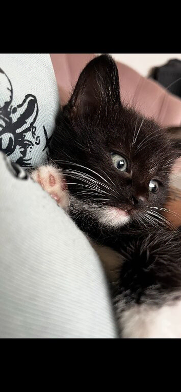 1 boy & 1 girl tuxedo kitten