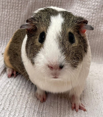 Guinea pigs - Bonded trio of Girls