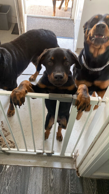 Rottweiler puppies