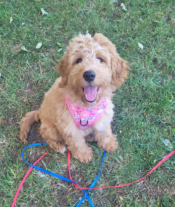 Beautiful Goldendoodle girl