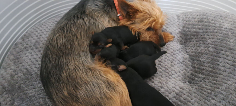 Yorkshire terrier puppies