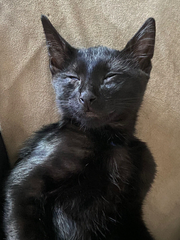 Black male kitten