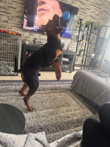 Dog sitting in greenhithe kent