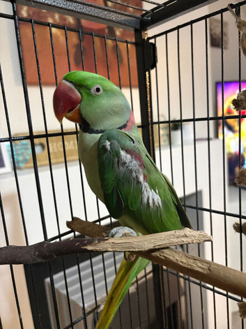2 year old Alexandrine