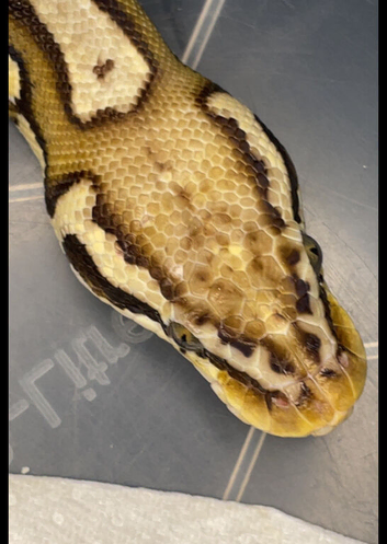 Group of pythons! Home&rsquo;s asap