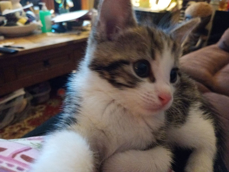 Kitten