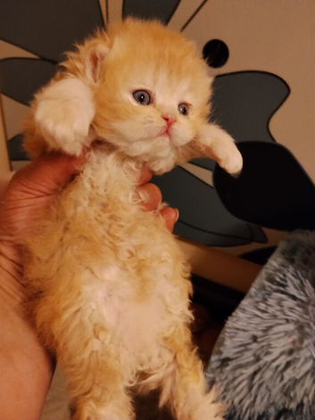Exotic Persian girl and boy ready for rehoming